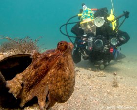 Octopus and diver, Blue Heron Bridge