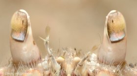 Eyes of box crab, Blue Heron Bridge