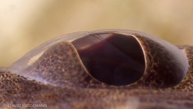 Double pseudo-cornea of octopus eye, Blue Heron Bridge