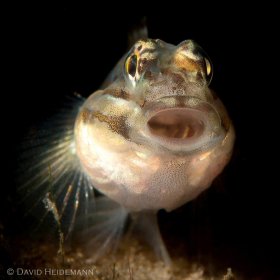 Common Goby yawn, Blue Heron Bridge