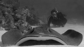 Southern ray and diver, Key Largo