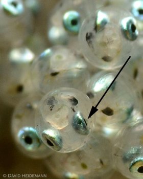 Lens of fetal eye, jawfish egg, Blue Heron Bridge