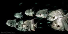 School of spadefish, Blue Heron Bridge
