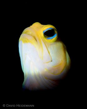 Yellow head jawfish, Blue Heron Bridge