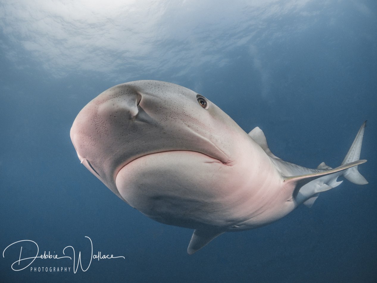 Ms. Sophia, tiger shark, Jupiter, FL