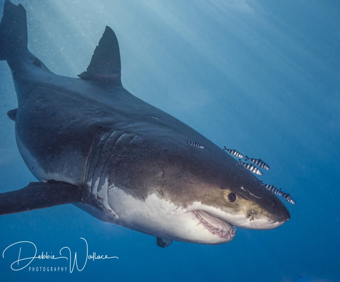 Air Demon, great white shark, Guadalupe