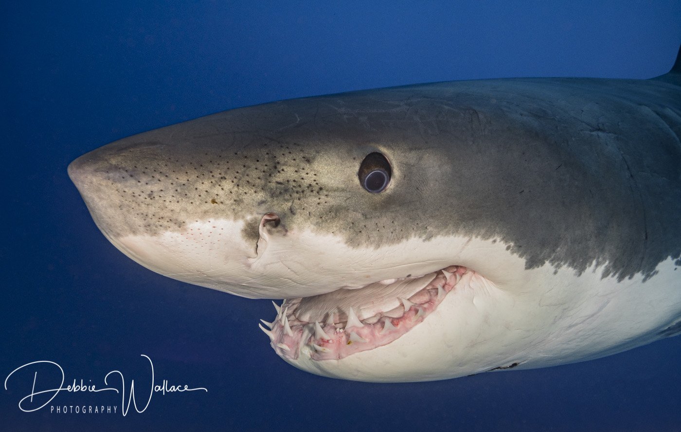Mr. Smiley, great white shark, Guadalupe