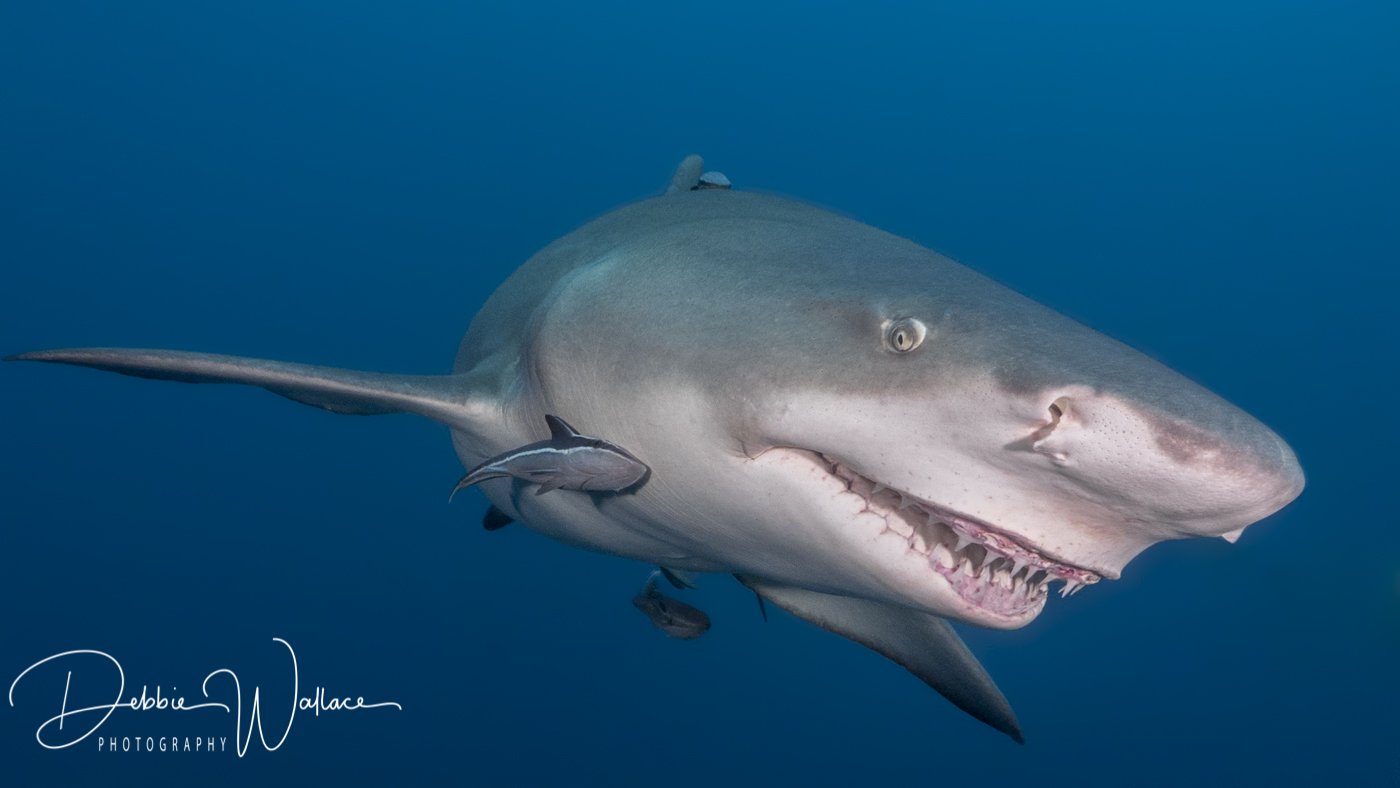 My Best Side, lemon shark, Jupiter, FL