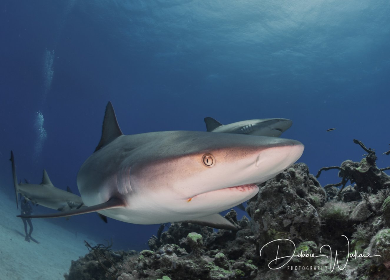 In Your Face, reef shark, Bahamas