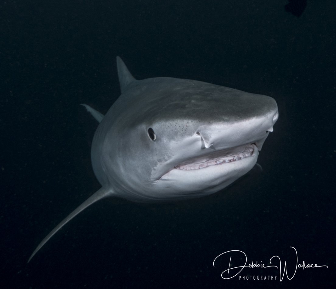 Out of the Dark, tiger shark, Jupiter, FL