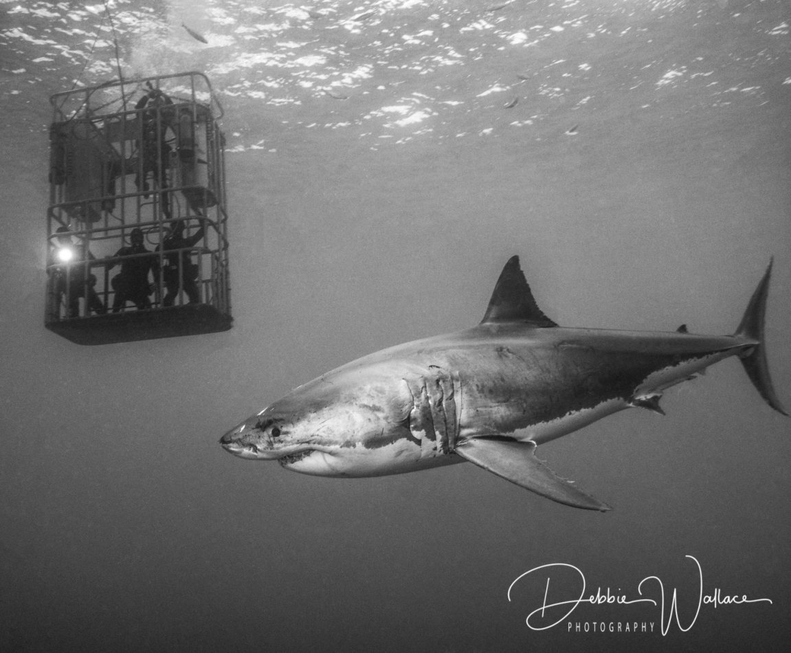 Room with a View, great white shark, Guadalupe