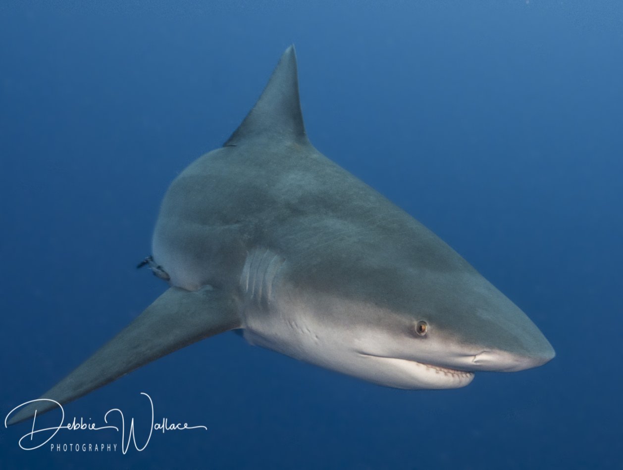 Bully, bull shark, Jupiter, FL