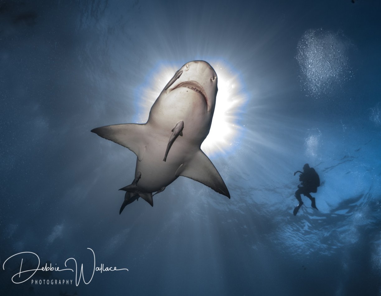 Sunny Lemon, lemon shark, Jupiter, FL