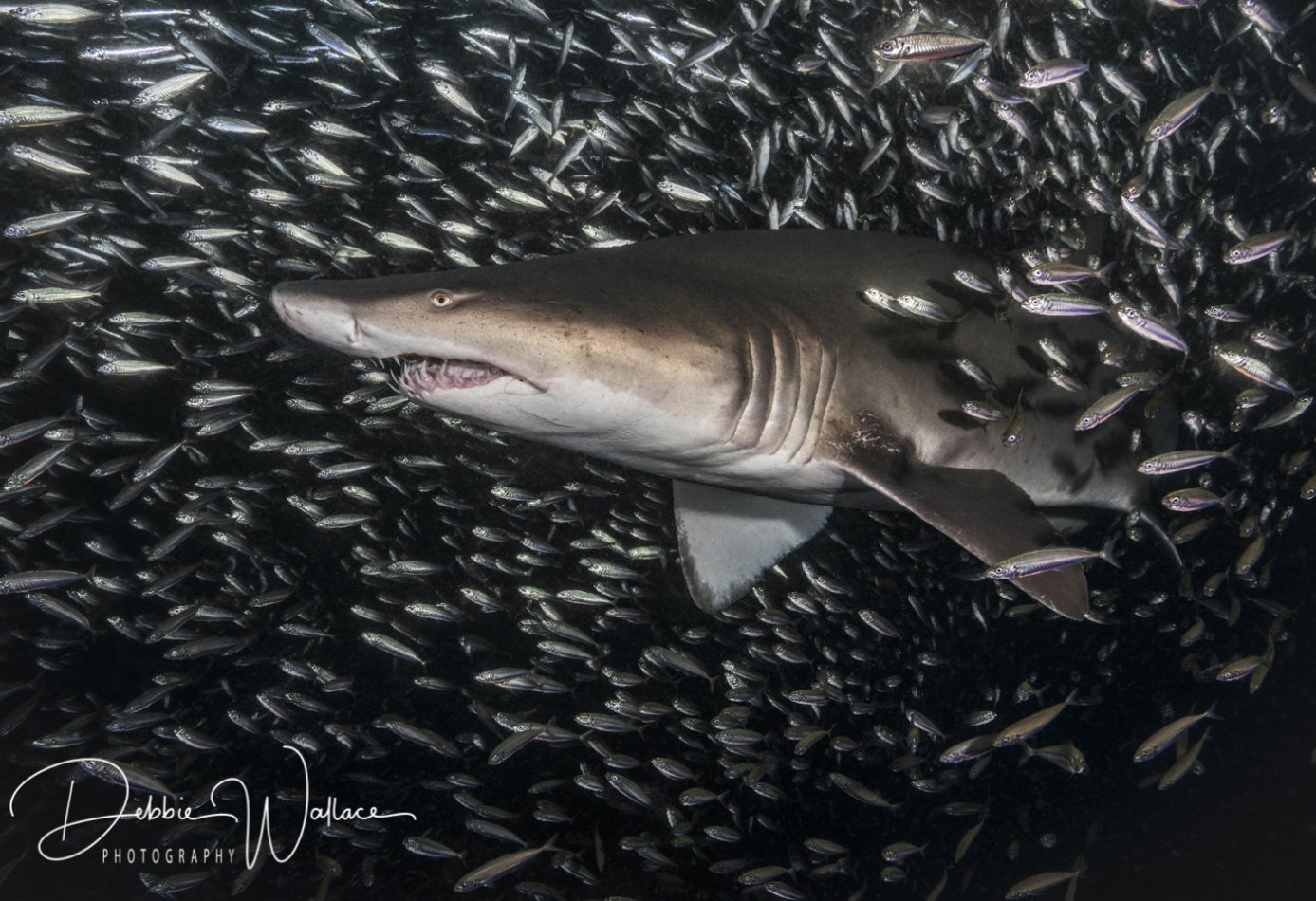 Out of the Crowd, sand tiger shark, North Carolina