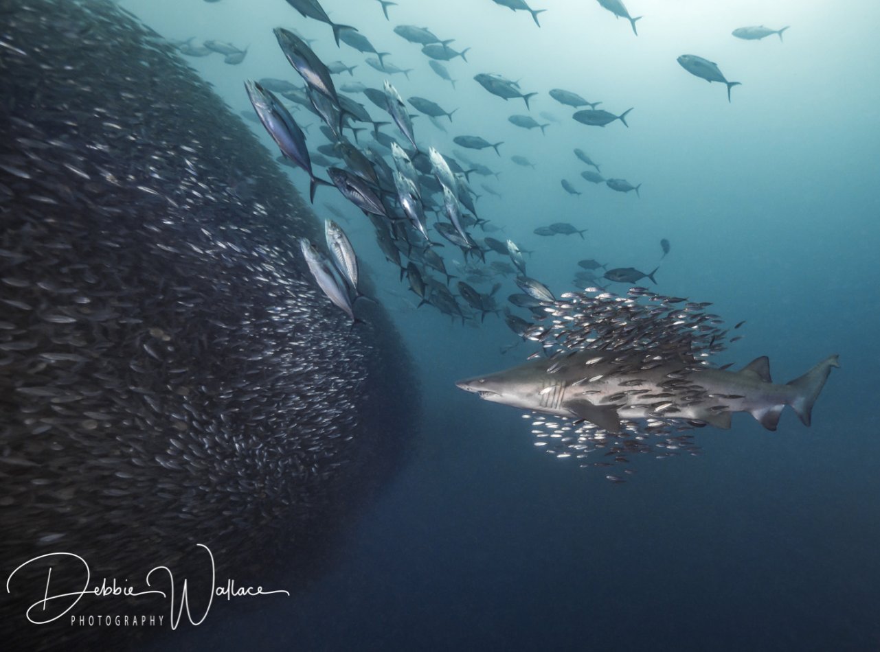 Schools of Schools, sand tiger shark, North Carolina
