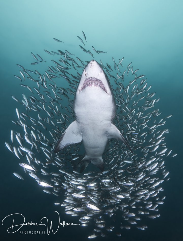 Out of the Vortex, sand tiger shark, North Carolina