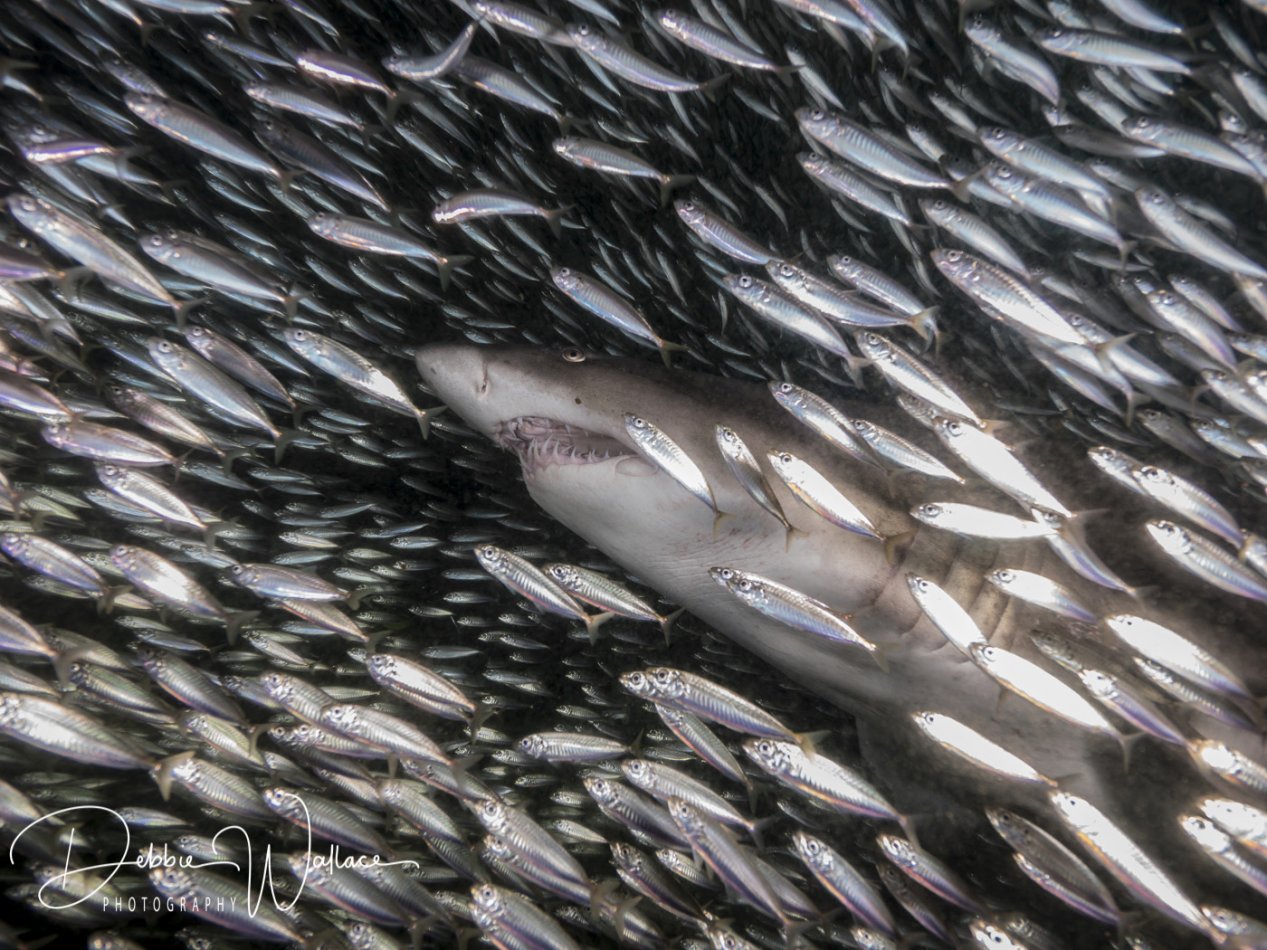 Hiding in the Crowd, sand tiger shark, North Carolina
