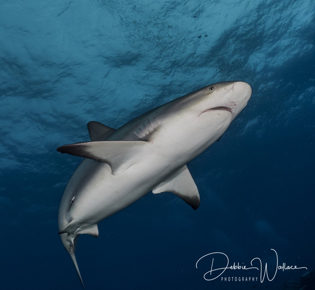 Reefie in the Blue, reef shark, Bahamas
