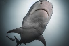 In the Round, tiger shark, Jupiter, FL