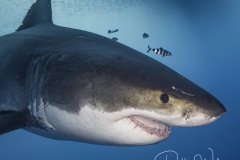 Air Demon portrait, great white shark, Guadalupe