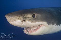 Mr. Smiley, great white shark, Guadalupe
