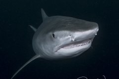 Out of the Dark, tiger shark, Jupiter, FL