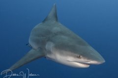 Bully, bull shark, Jupiter, FL