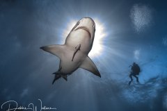 Sunny Lemon, lemon shark, Jupiter, FL
