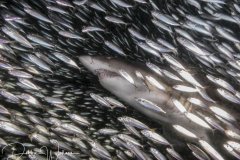 Hiding in the Crowd, sand tiger shark, North Carolina
