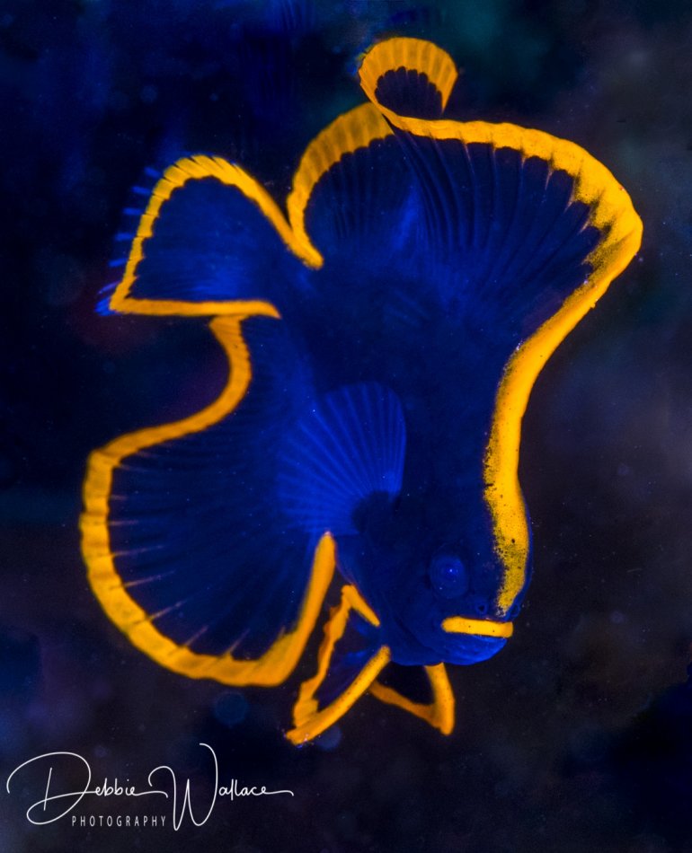 Juvenile pinnate batfish, Lembeh, Indonesia