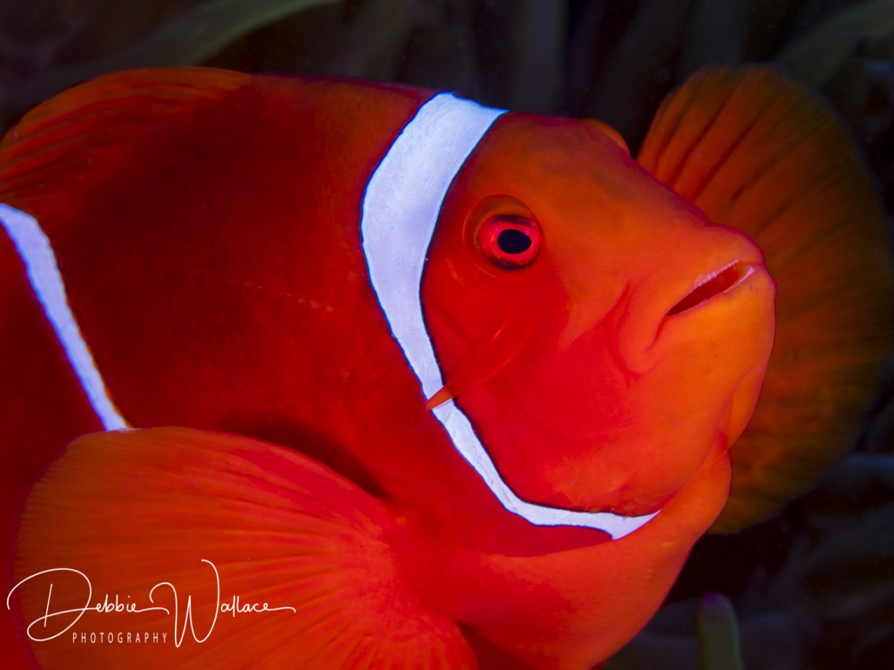 Male spinecheek clownfish, Lembeh, Indonesia