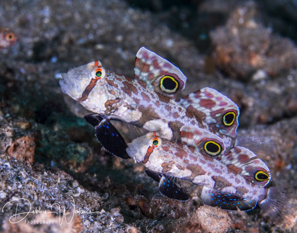 Signal gobies, Lembeh, Indonesia