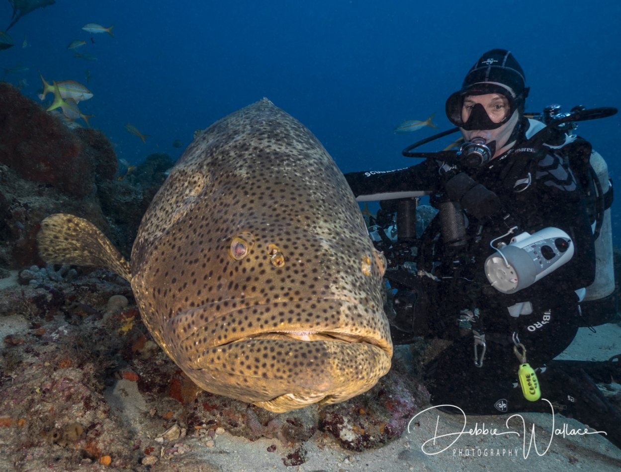 Beauty and the Beast, goliath grouper and diver, Jupiter, FL