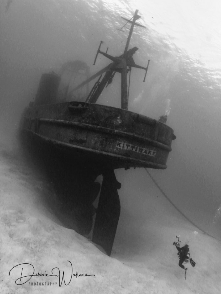 Kittiwake and diver, Cayman