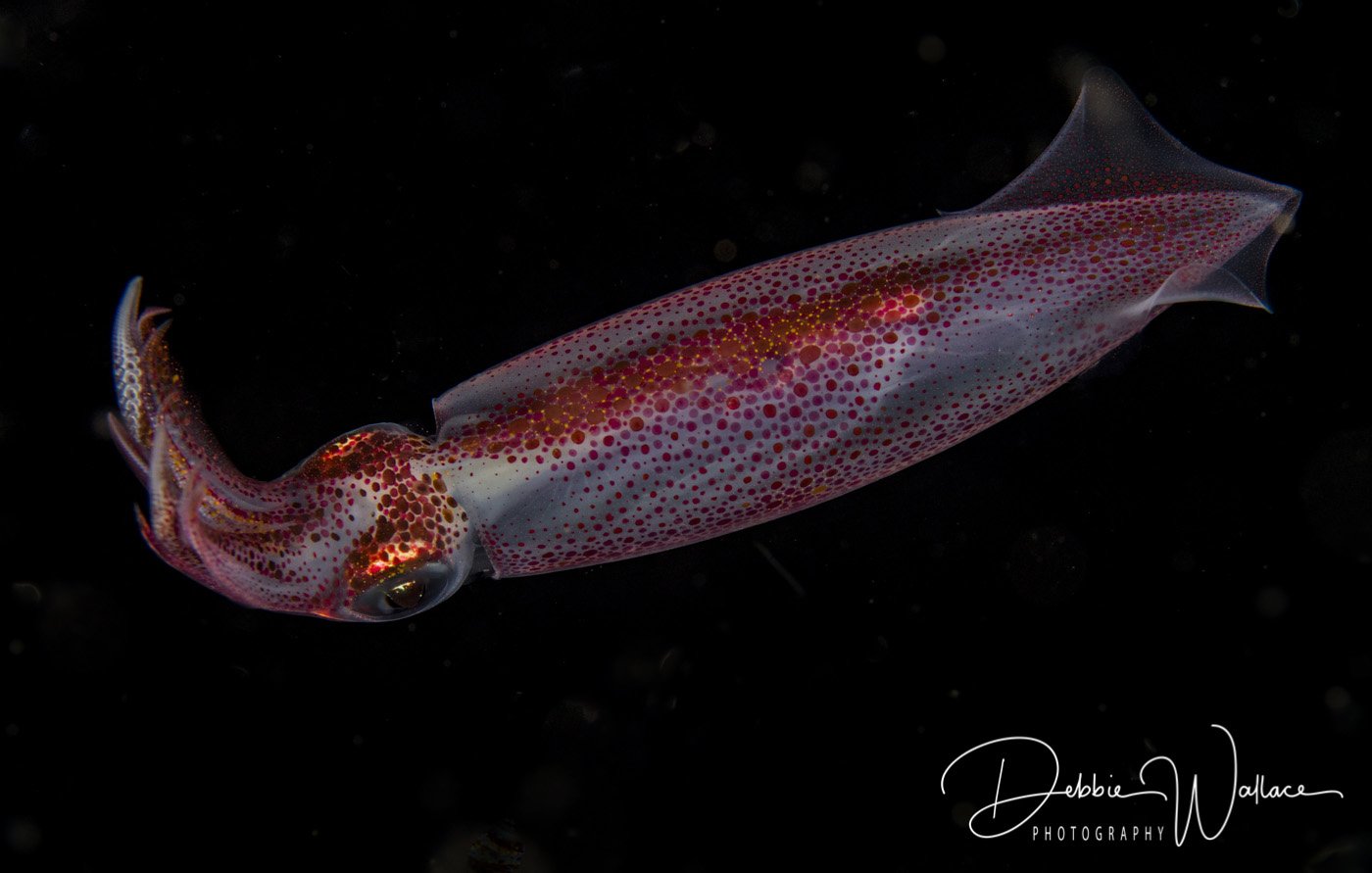 Black water squid, Jupiter, FL