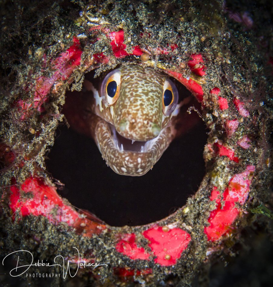 Eel in a bottle, Lembeh, Indonesia
