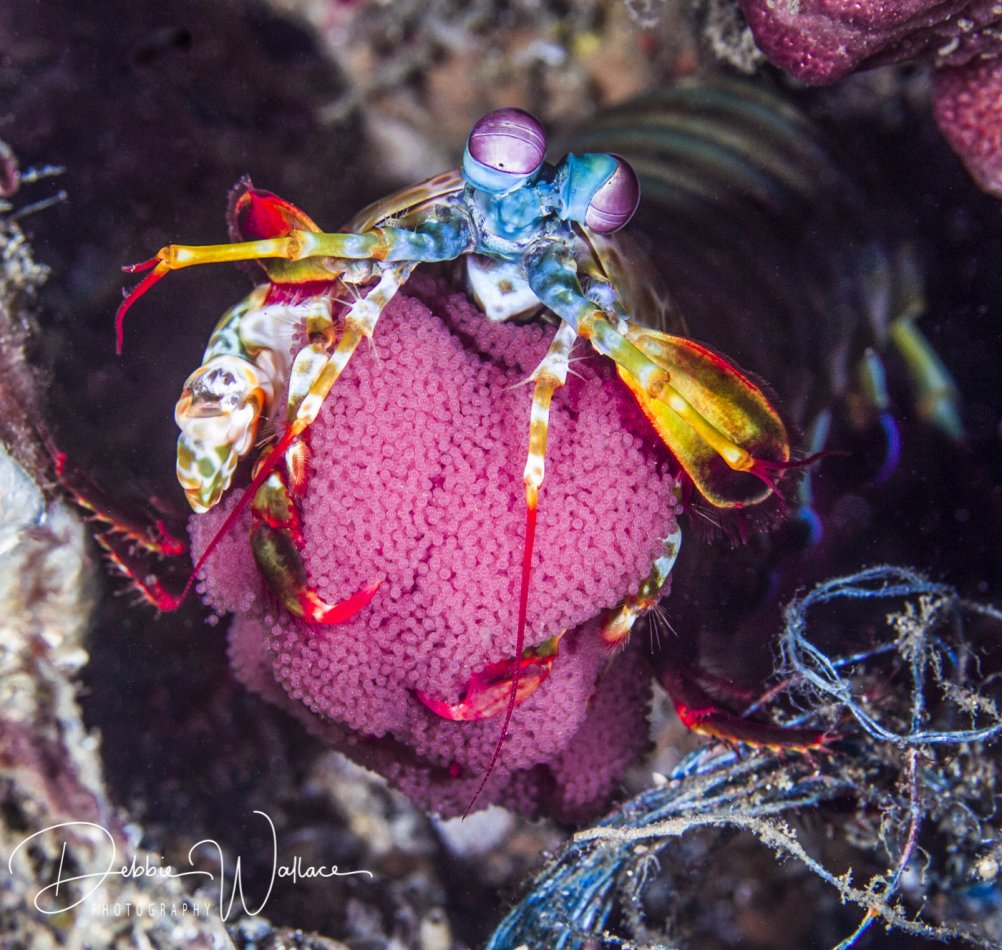 Peacock mantis shrimp with eggs, Lembeh, Indonesia