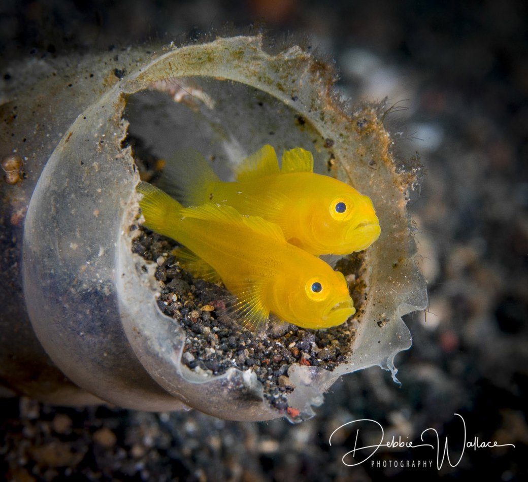 Lemon gobies, Lembeh, Indonesia