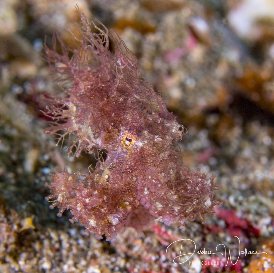 Hairy octopus, Lembeh, Indonesia