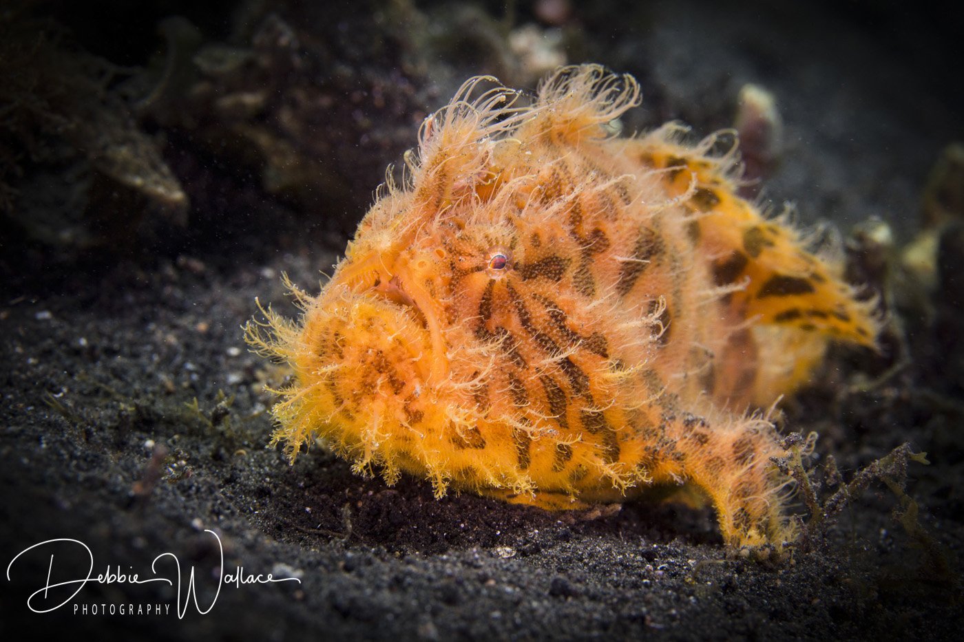 Hairy frogfish, Lembeh, Indonesia