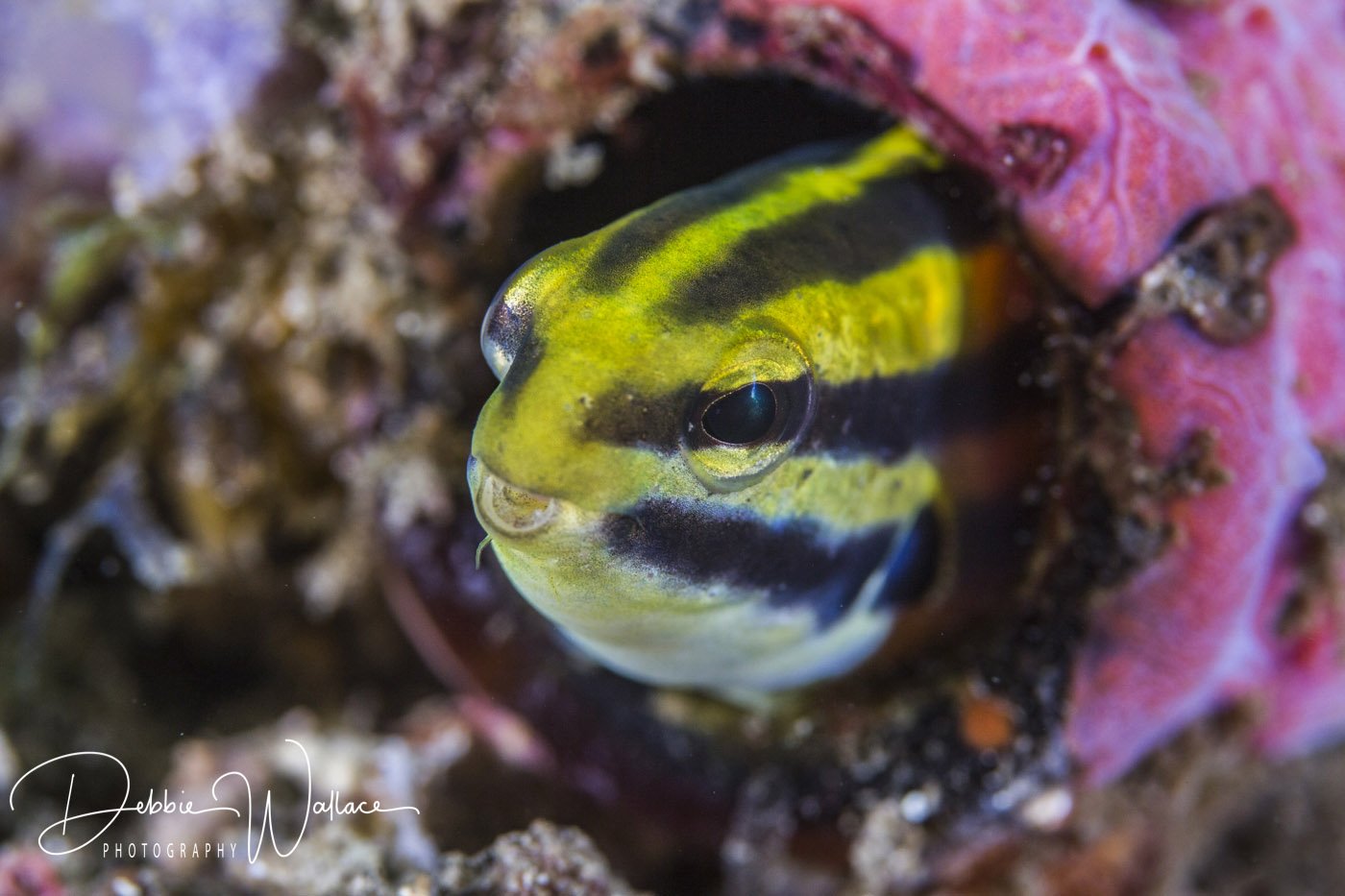 Blenny in a bottle, Lembeh, Indonesia