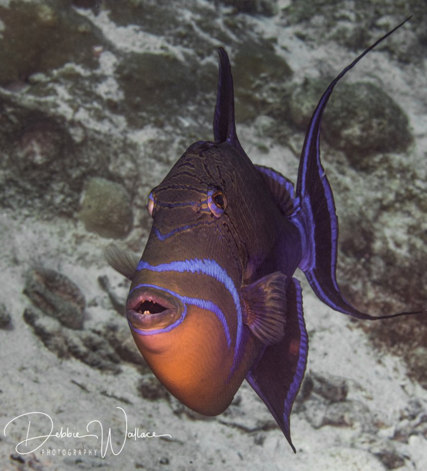Queen triggerfish, Bahamas