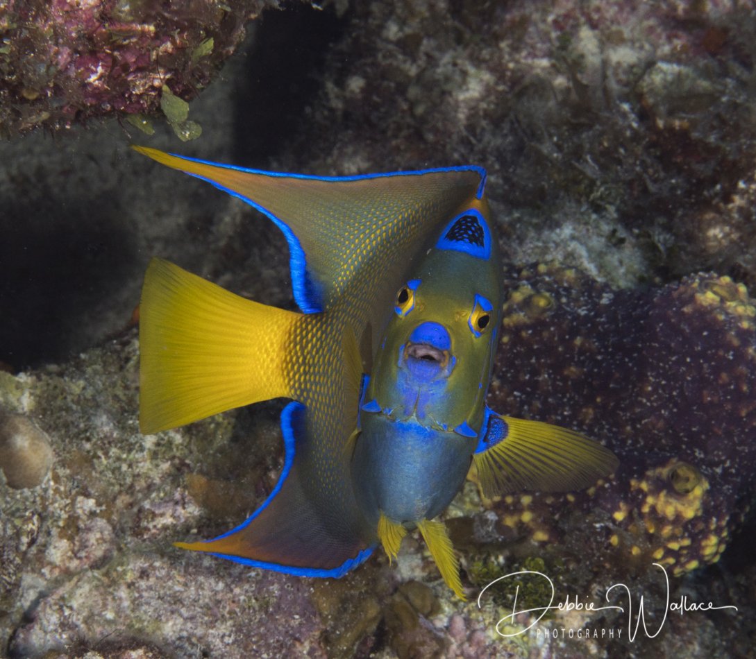 Queen angelfish, Bahamas