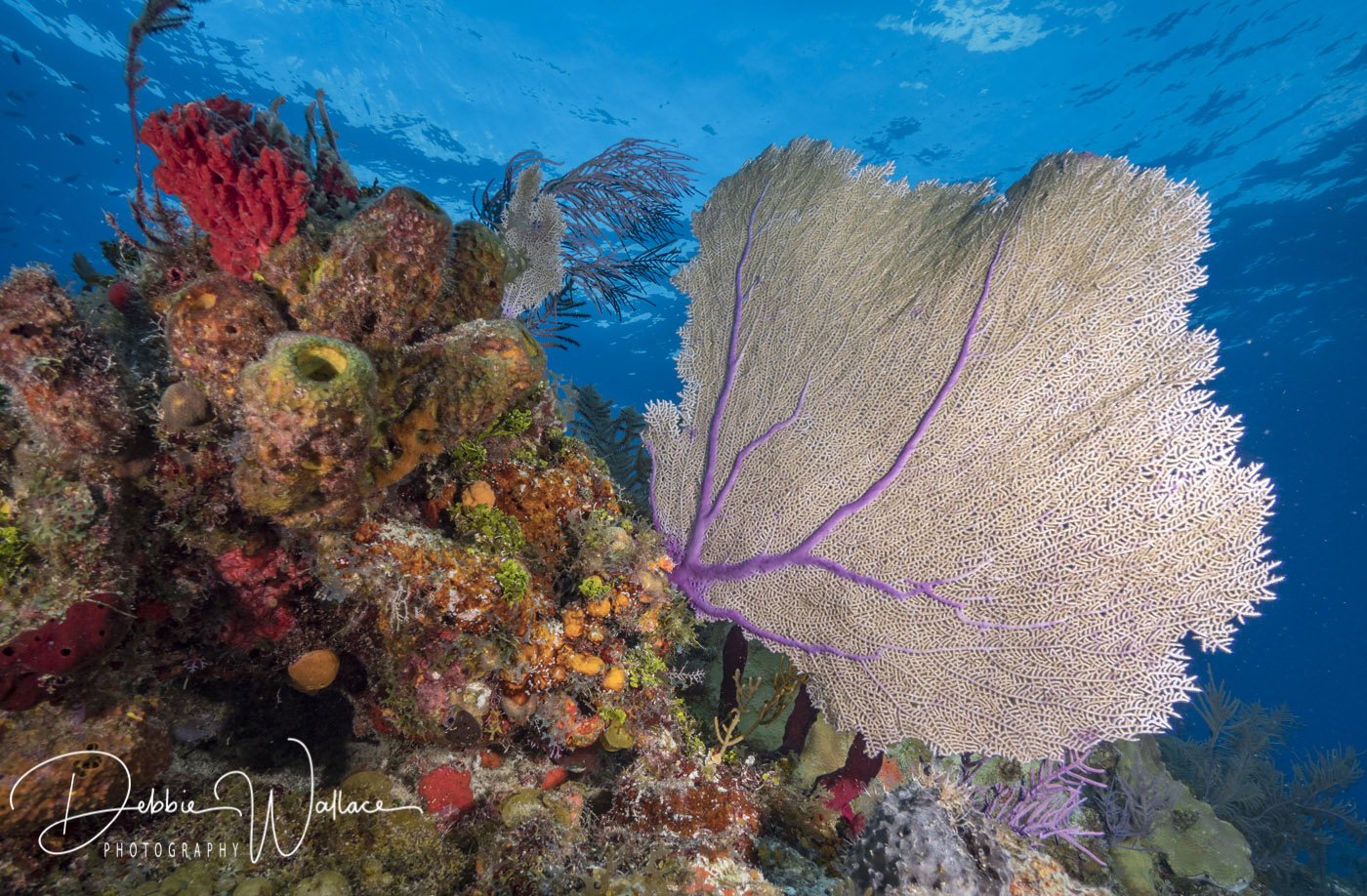 Reefscape, Bahamas