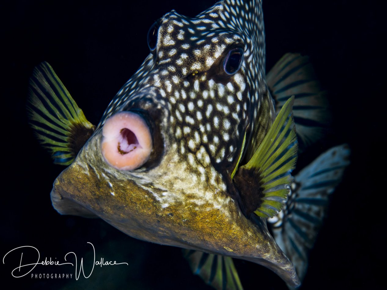 Trunkfish, Bahamas
