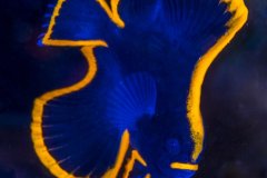 Juvenile pinnate batfish, Lembeh, Indonesia