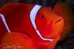 Male spinecheek clownfish, Lembeh, Indonesia