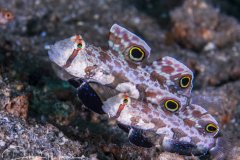 Signal gobies, Lembeh, Indonesia