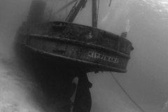 Kittiwake and diver, Cayman