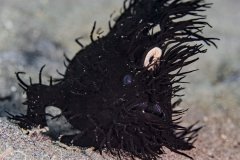 Black hairy frogfish, Lembeh, Indonesia